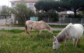 la nature revient au galop devant le camping !